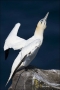 Gannet;Northern-Gannet;Morus-bassanus;one-animal;close-up;color-image;photograph