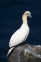 Gannet;Northern-Gannet;Morus-bassanus;one-animal;close-up;color-image;photograph