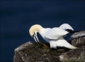 Gannet;Northern-Gannet;Morus-bassanus;one-animal;close-up;color-image;photograph