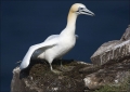 Gannet;Northern-Gannet;Morus-bassanus;one-animal;close-up;color-image;photograph