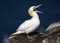 Gannet;Northern-Gannet;Morus-bassanus;one-animal;close-up;color-image;photograph