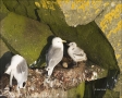 Black-legged-Kittiwake;Chick;Kittiwake;Black-legged-Kittiwake;Rissa-tridactyla;N