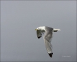 Black-legged-Kittiwake;Flight;Kittiwake;Black-legged-Kittiwake;Rissa-tridactyla;
