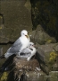 Black-legged-Kittiwake;Chick;Kittiwake;Black-legged-Kittiwake;Rissa-tridactyla;N