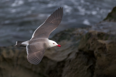Flying-Bird;Heermanns-Gull;Larus-heermanni;Photography;action;active;aloft;behav