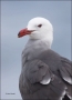 California;Southwest-USA;Heermanns-Gull;Gull;Larus-heermanni;portrait;one-animal