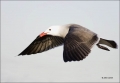 California;Southwest-USA;Heermanns-Gull;Gull;Larus-heermanni;flying-bird;one-ani