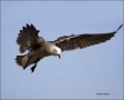 California;Southwest-USA;Heermanns-Gull;Gull;Flight;Larus-heermanni;flying-bird;