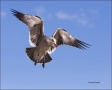 California;USA;Heermanns-Gull;Gull;Flight;Heermanns-Gull;Larus-heermanni;flying-