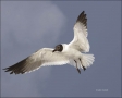 Gull;Flight;flying-bird;one-animal;close-up;color-image;photography;day;outdoors