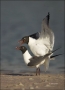 Florida;Southeast-USA;Laughing-Gull;Gull;Larus-atricilla;Breeding-Behavior;Two-A