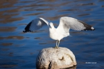Animals-in-the-Wild;Gull;Larus-delawarensis;Photography;Ring-billed-Gull;bird;cl