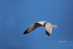 California;Flying-Bird;Gull;Lake-Tahoe;Larus-californicus,-;Photography;-Califor
