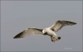 Gull;Flight;Ring-billed-Gull;Larus-delawarensis;Flying-Bird;action;active;aerody
