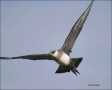 Gull;Flight;flying-bird;one-animal;close-up;color-image;photography;day;birds;an