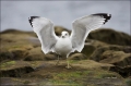 California;Southern;USA;Ring-billed-Gull;Gull;Larus-delawarensis;one-animal;clos