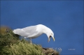 Gull;Herring-Gull;Larus-argentatus;one-animal;close-up;color-image;photography;d