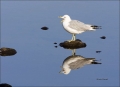 Gull;Ring-billed-Gull;Larus-delawarensis;Reflection;one-animal;close-up;color-im