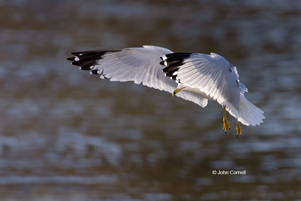 Flying Bird;Gull;Larus delawarensis;Photography;Ring-billed Gull;action;active;aloft;behavior;birds;color image;flight;fly;flying;in flight;motion;movement;one animal;soar;soaring;wing;winged;wings