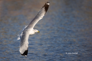 Flying-Bird;Larus-delawarensis;One;Photography;Ring-billed-Gull;action;active;al