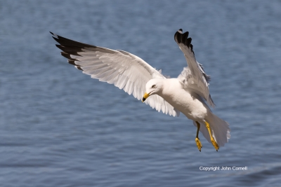 Flying-Bird;Gull;Larus-delawarensis;Photography;Ring-billed-Gull;action;active;a