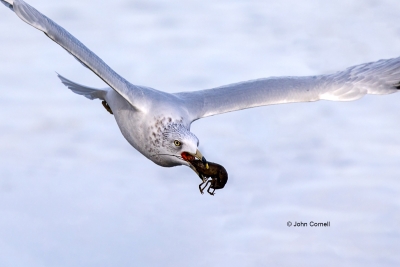Flying-Bird;Food;Forage;Gull;Larus-delawarensis;Photography;Prey;Ring-billed-Gul