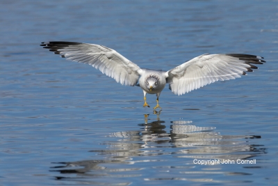 Gull;Larus-delawarensis;Ring-billed-Gull;flight