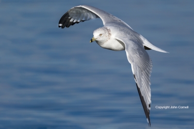 Flying-Bird;Gull;Larus-delawarensis;Photography;Ring-billed-Gull;action;active;a