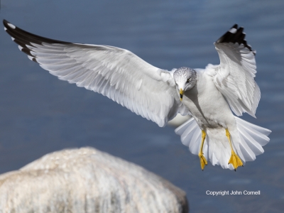 Gull;Larus-delawarensis;Ring-billed-Gull;flight;action;active;aloft;behavior;bir
