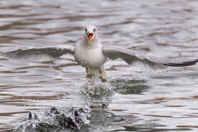 Flying-Bird;Gull;Larus-delawarensis;Photography;Ring-billed-Gull;action;active;a