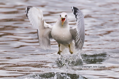 Gull;Larus-delawarensis;Ring-billed-Gull;flight;action;active;aloft;behavior;bir