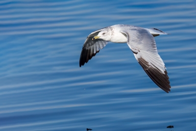 Flying-Bird;Gull;Larus-delawarensis;Photography;Ring-billed-Gull;action;active;a