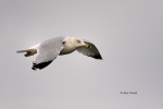 Gull;Larus-delawarensis;Ring-billed-Gull;flight,-action,-active,-aloft,-behavior