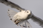 Gull;Larus-delawarensis;Ring-billed-Gull;flight,-action,-active,-aloft,-behavior