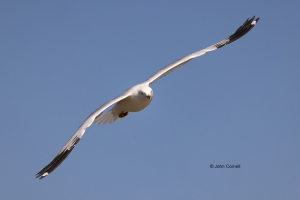 Gull;Larus-delawarensis;Ring-billed-Gull;flight,-action,-active,-aloft,-avifauna