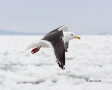 Larus-schistisagus;Gull;Slaty-backed-Gull;Flying-bird;action;aloft;behavior;flig