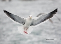 Larus-schistisagus;Gull;Slaty-backed-Gull;Flying-bird;action;aloft;behavior;flig