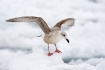 Gull;Larus-schistisagus;Slaty-backed-Gull;One;avifauna;bird;birds;feather;feathe