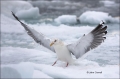 Slaty-backed-Gull;Larus-schistisagus;Gull;Japan;Sea-of-Okhotsk;One;avifauna;bird