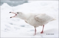 Gull;Japan;Larus-hyperboreus;Glaucous-Gull;One;avifauna;bird;birds;feather;feath