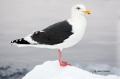 Slaty-backed-Gull;Larus-schistisagus;Gull;Japan;One;one-animal;avifauna;bird;bir