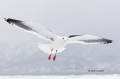 Slaty-backed-Gull;Larus-schistisagus;Gull;Japan;Flying-bird;action;aloft;behavio