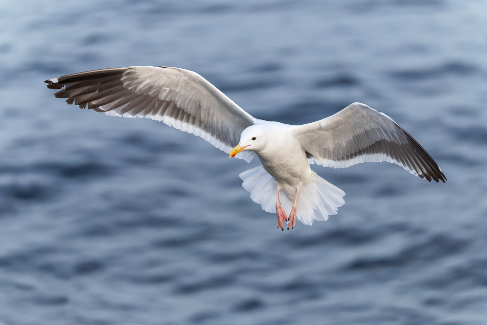 Flying Bird;Larus occidentalis;Photography;Western Gull;action;active;aloft;behavior;birds;color image;flight;fly;flying;in flight;motion;movement;one animal;soar;soaring;wing;winged;wings