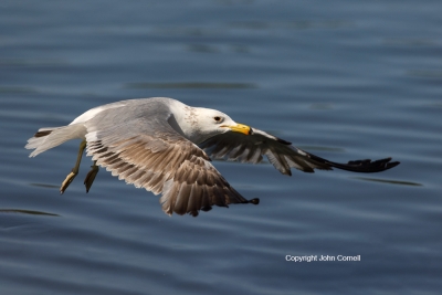 Flying-Bird;Larus-occidentalis;Photography;Western-Gulll;action;active;aloft;beh