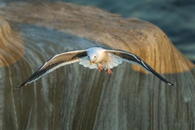 Fliying-Bird;Flying-Bird;Larus-occidentalis;Photography;Western-Gulll;action;act
