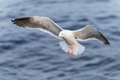 Flying-Bird;Larus-occidentalis;Photography;Western-Gull;action;active;aloft;beha