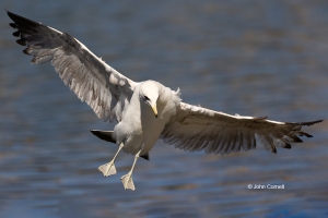 Flying-Bird;Larus-occidentalis;One;Photography;Western-Gulll;action;active;aloft