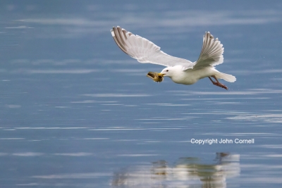 Flying-Bird;Food;Larus-occidentalis;Photography;Prey;Seabird;Western-Gulll;actio