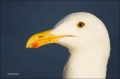 Western-Gull;Gull;California;portrait;one-animal;close-up;color-image;photograph