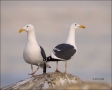 Western-Gull;Gull;California;Southwest-USA;Larus-occidentalis;one-animal;close-u